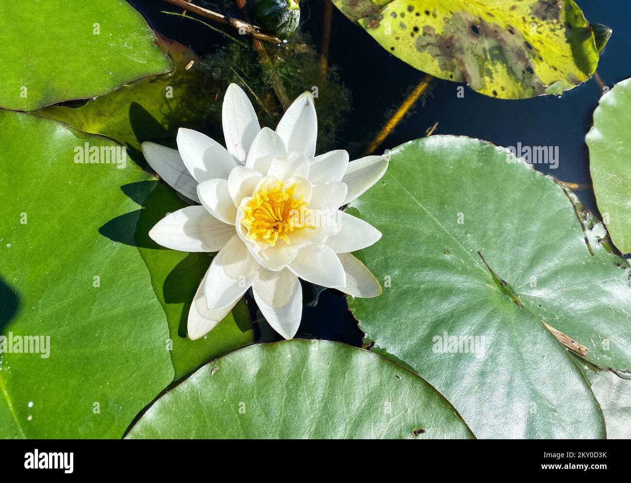 Weiße Wasserpflanze der Seerosenfamilie, die aus nächster Nähe auf dem Wasser schwimmt Stockfoto