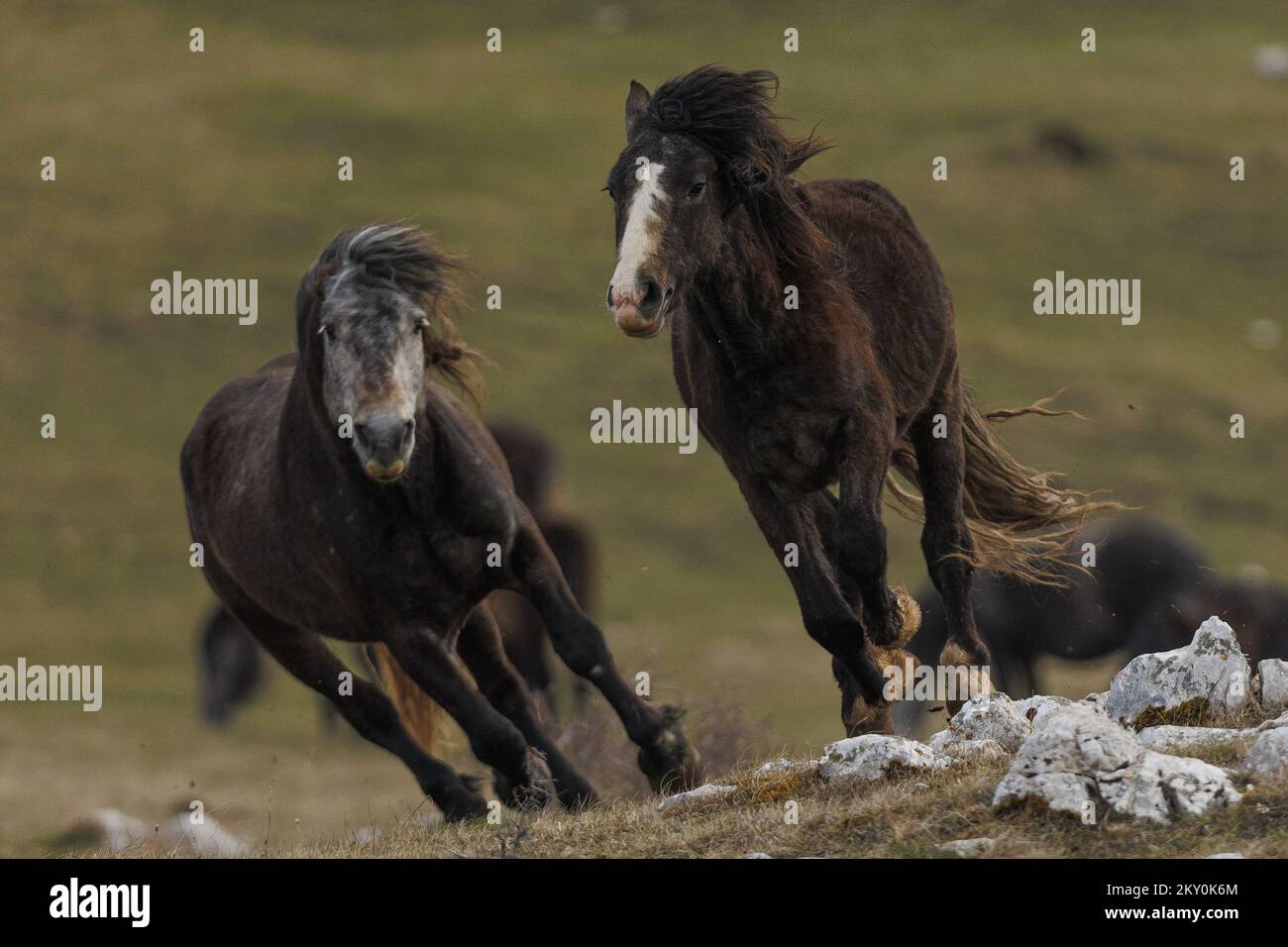 Am 28. April 2022 werden Wildpferde am Cincar Mountain in Livno, Bosnien und Herzegowina, gesehen. Foto: Armin Durgut/PIXSELL Stockfoto