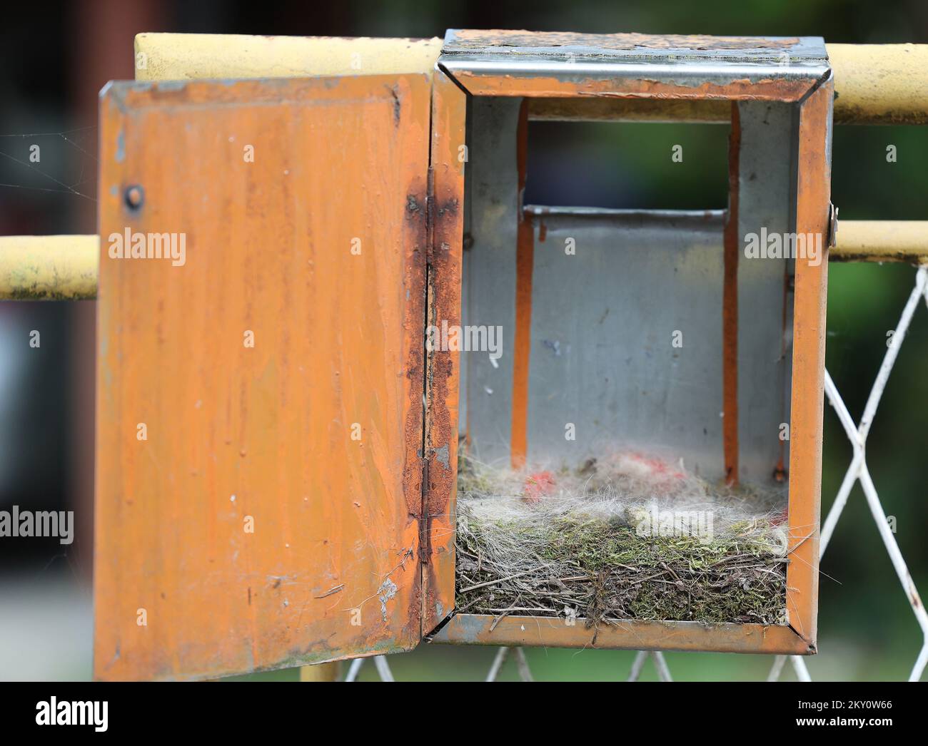 Am 26. April 2022 schliefen im Briefkasten von Kristina Mitok und Marko Halilovic in Samobor, Kroatien, neun Babyvögel. Foto: Marko Prpic/PIXSELL Stockfoto