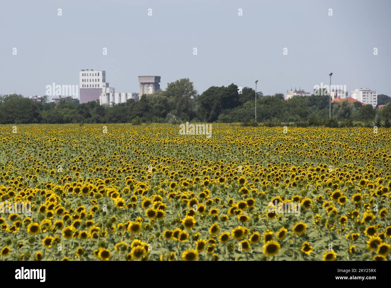 Ein Blick auf die Stadt Cakovec durch Felder von jungen Sonnenblumen, in Kroatien, am 04 2022. Juli. Foto: Vjeran Zganec Rogulja/PIXSELL Stockfoto