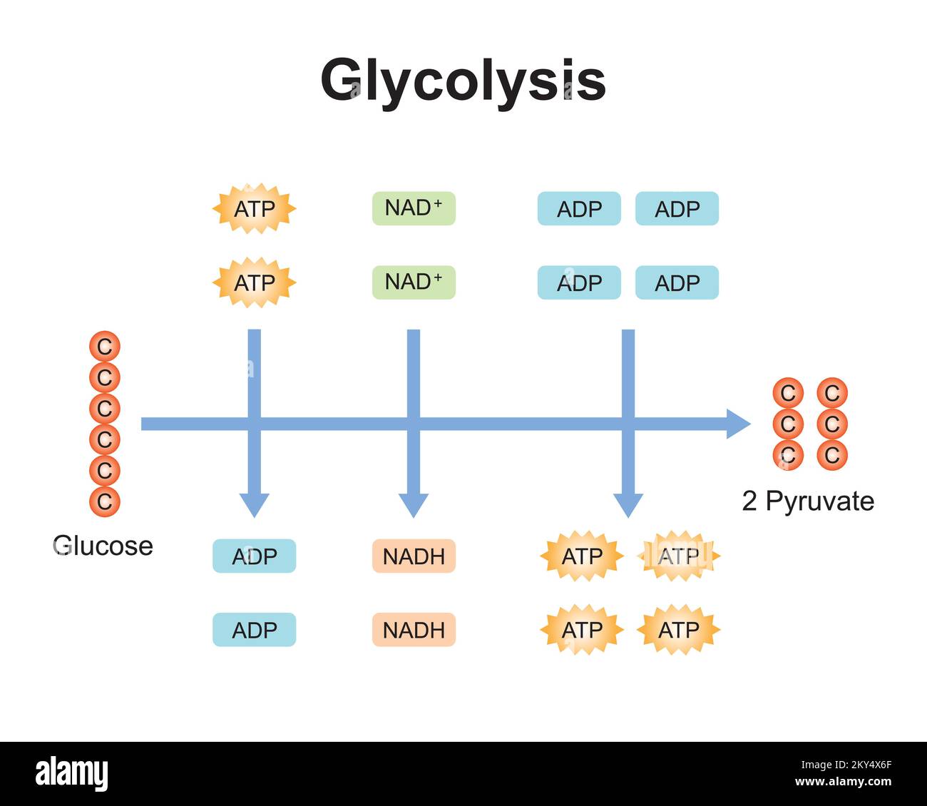 Wissenschaftliche Gestaltung von Glykolyseschritten. Umwandlung von Glucose in Pyruvat. Bunte Symbole. Vektordarstellung. Stock Vektor