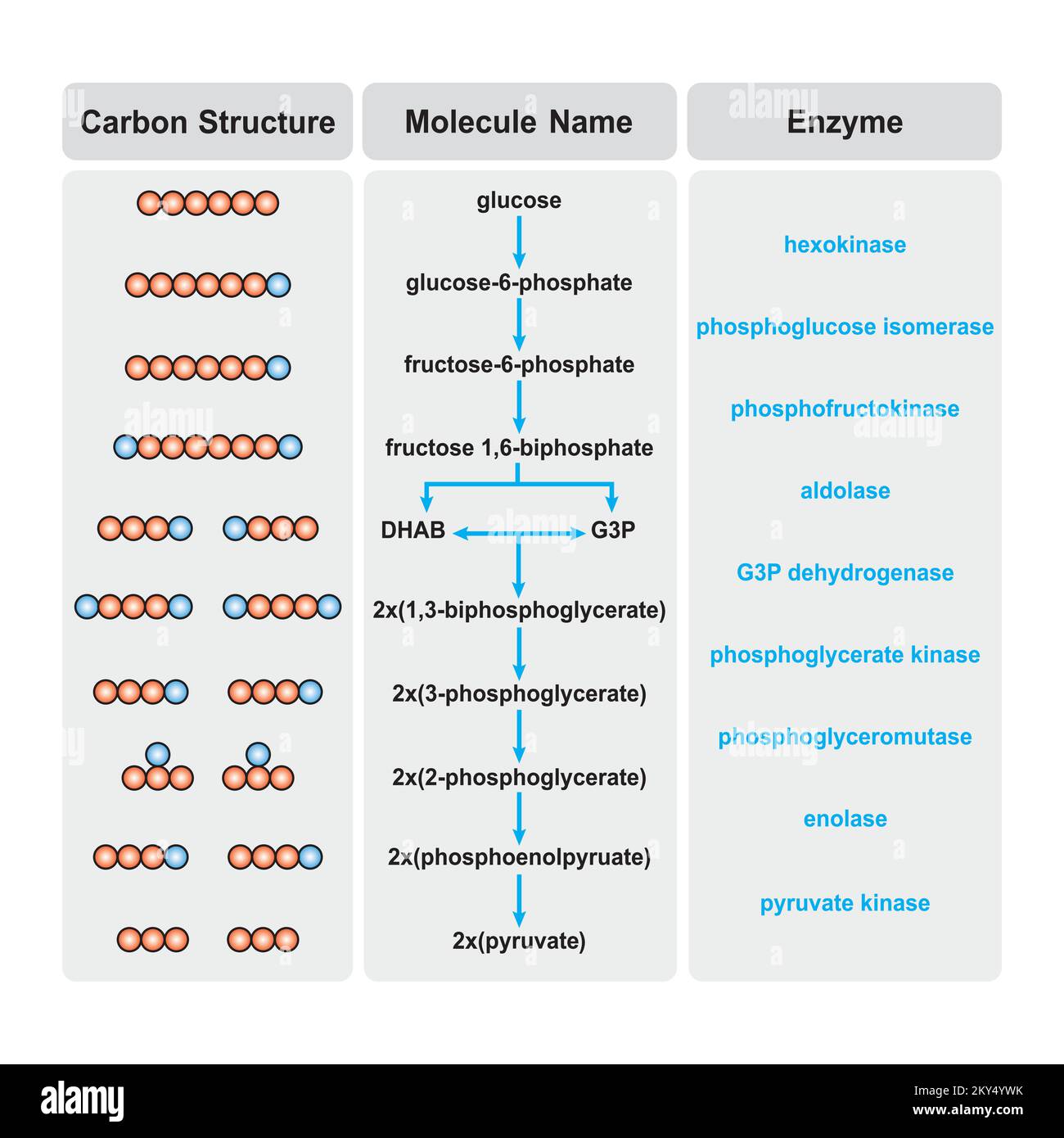 Wissenschaftliche Gestaltung von Glykolyseschritten. Umwandlung von Glucose in Pyruvat. Bunte Symbole. Vektordarstellung. Stock Vektor