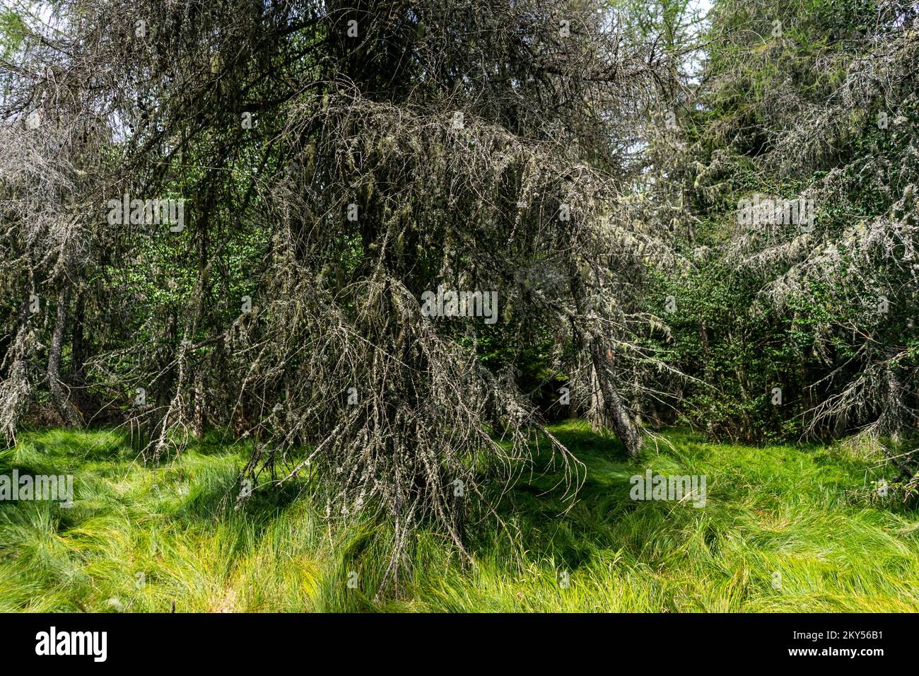 Flechten, die überall auf Fichten wachsen Stockfoto