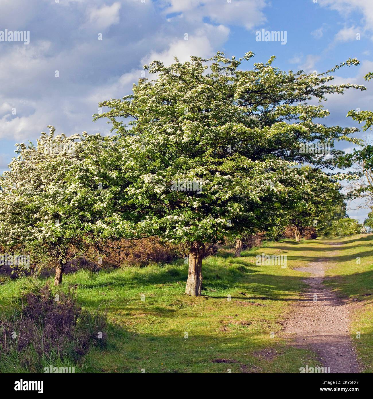 Vielleicht blühen Hawthorn Trees Cannock Chase Country Park AONB (Gebiet von herausragender natürlicher Schönheit) in Staffordshire, England Stockfoto