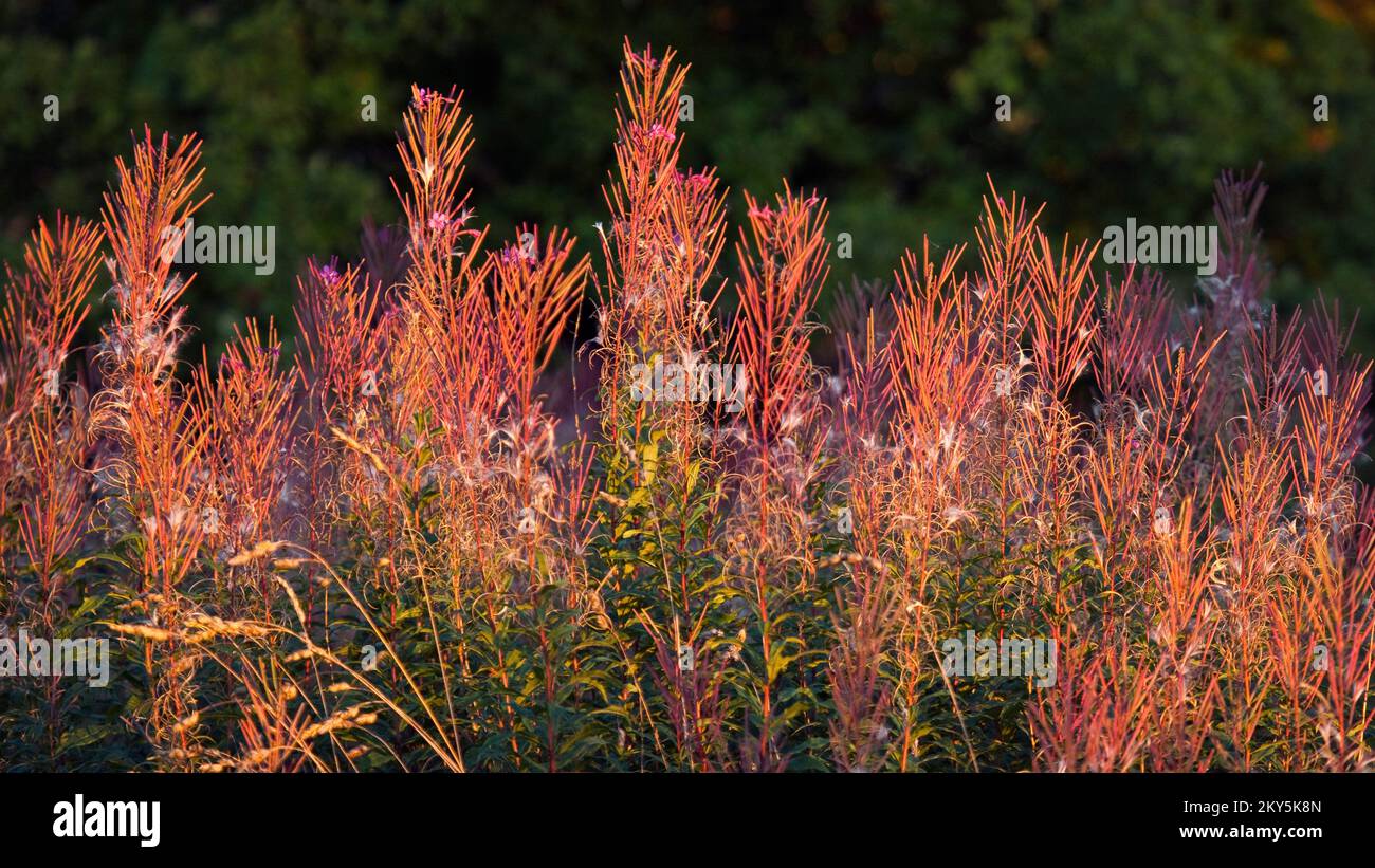 Wildblumen-Feuerweed „Epilobium Angustifolium“ im Herbst auf Cannock Chase Staffordshire England Stockfoto