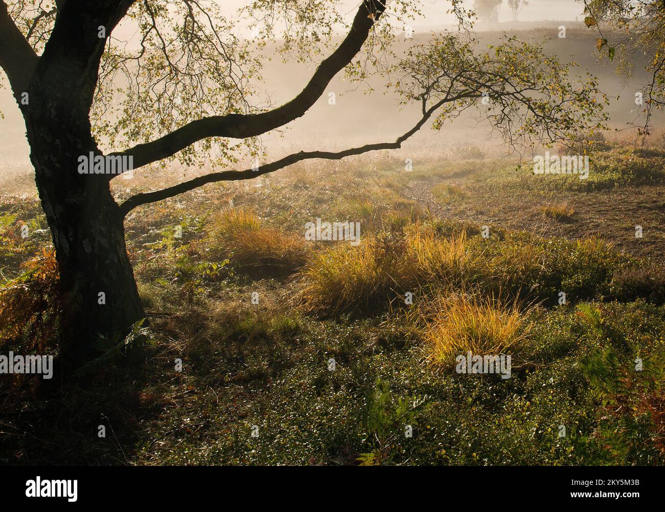 Herbstliche Farbtöne und Schattierungen von Silberbirke Cannock Chase Gebiet von Outstanding Natural Beauty Staffordshire Stockfoto