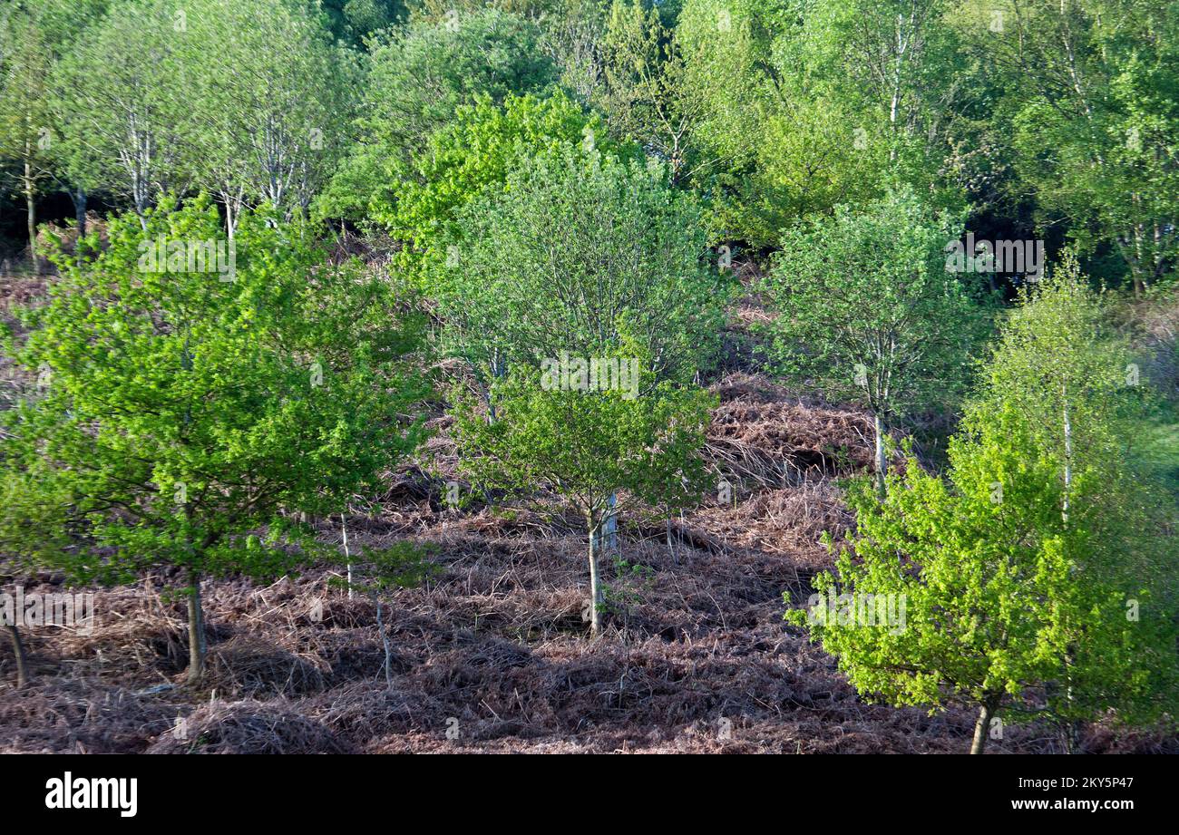 Eine Waldlandschaft im Frühling mit frühmorgendlichem Licht, das die Natur mit künstlerischen Designs von Strukturen, Formen, Mustern und Farben der Bäume beleuchtet Stockfoto