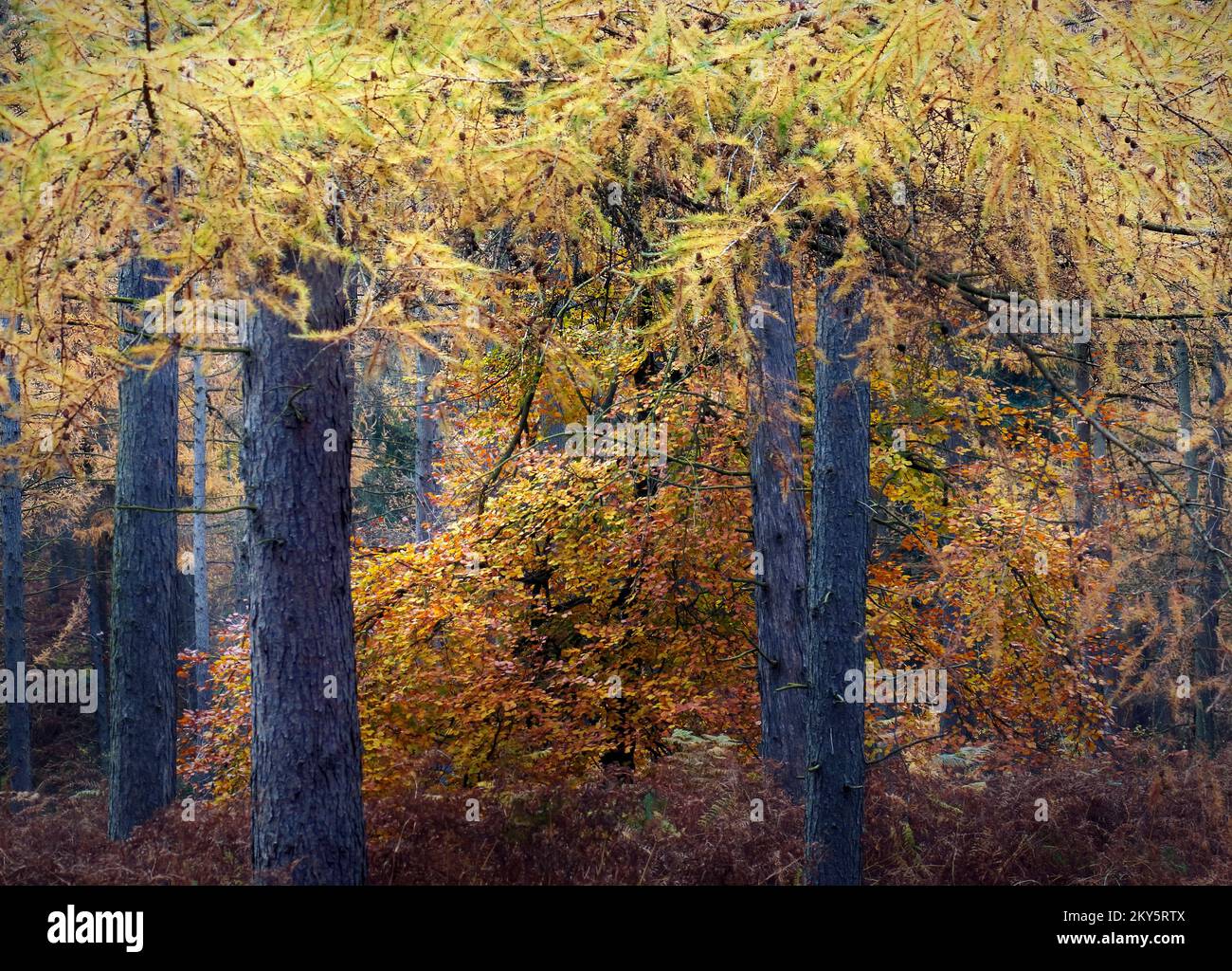 Waldgebiete im Herbst mit Farbtönen und Farbtönen von Larch Trees im Cannock Chase Forest, einem ausgewiesenen Gebiet von herausragender natürlicher Schönheit Stockfoto