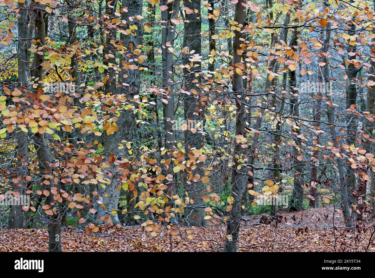 Waldgebiet im Herbst mit Farbnuancen von Buchenbäumen im Cannock Chase Forest, einem ausgewiesenen Gebiet von außergewöhnlicher natürlicher Schönheit Stockfoto