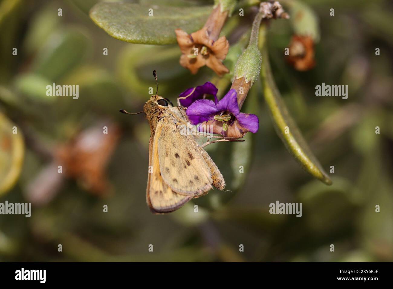 Feuriger Skipper oder Hylephila phyleus, der sich auf der Uferfarm in Arizona von Andersons Wüstendornblumen ernährt. Stockfoto