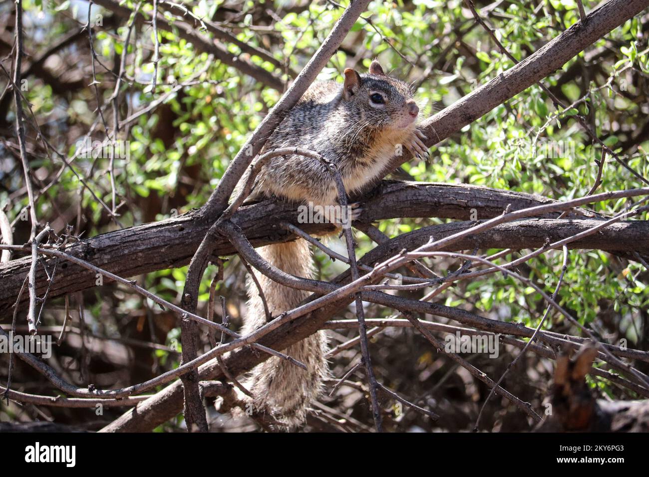 Felsenhörnchen oder Spermophilus variegatus in einigen Zweigen der Uferfarm in Arizona. Stockfoto