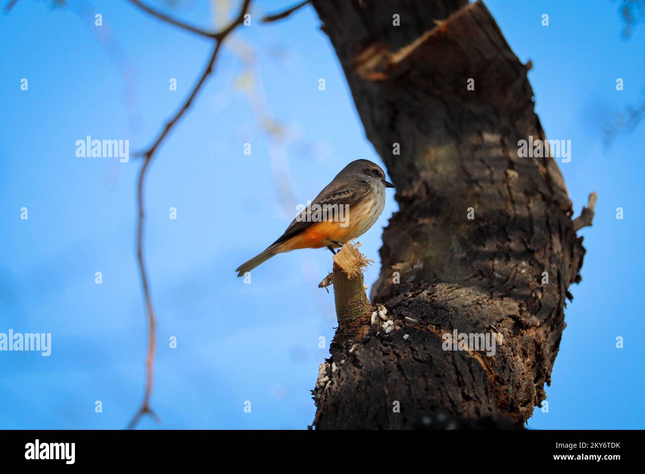 Weiblicher Zimtfliegenfänger oder Pyrocephalus rubinus, der in einem Baum im Veteranenoasen-Park in Arizona sitzt. Stockfoto