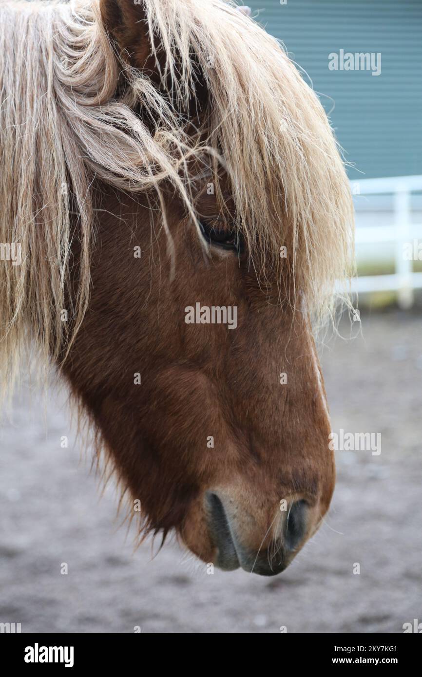 Isländischer Pferdekopf Stockfoto