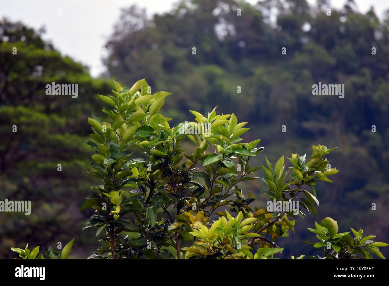 Landschaften im Land Timor-Leste Stockfoto