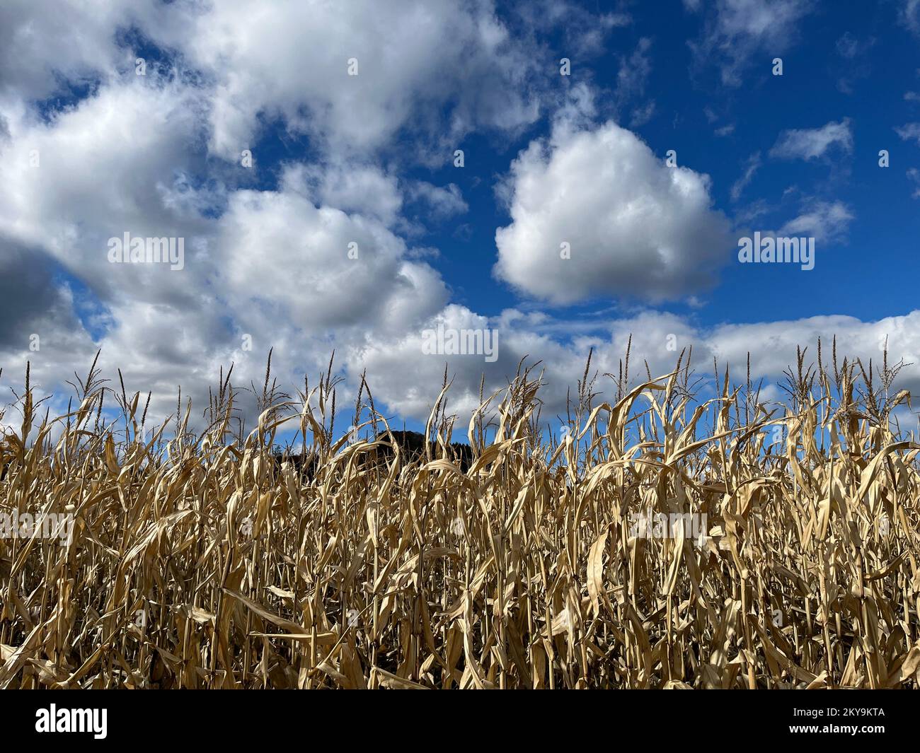 Rinder füttern Mais auf trockenen Maispflanzen Stockfoto