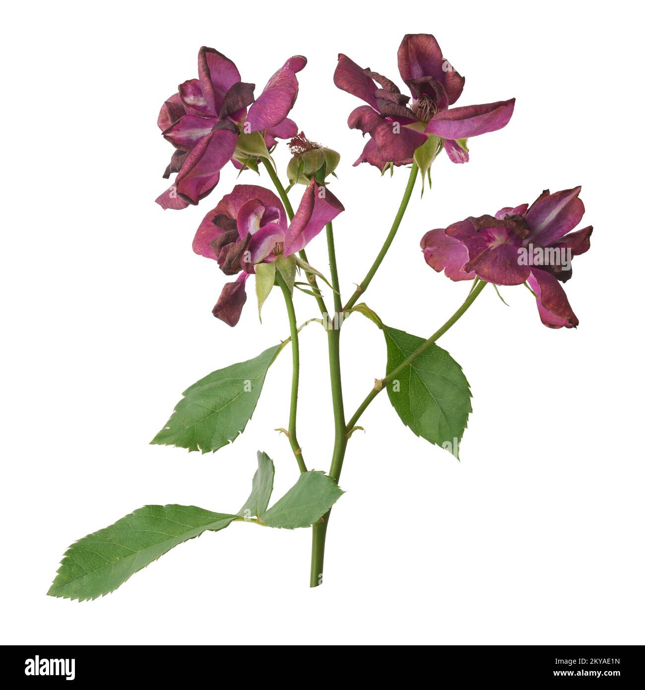 Ein Haufen verwelkter roter Rosen, isoliert auf weißem Hintergrund, verwelkende Blumen im Garten Stockfoto