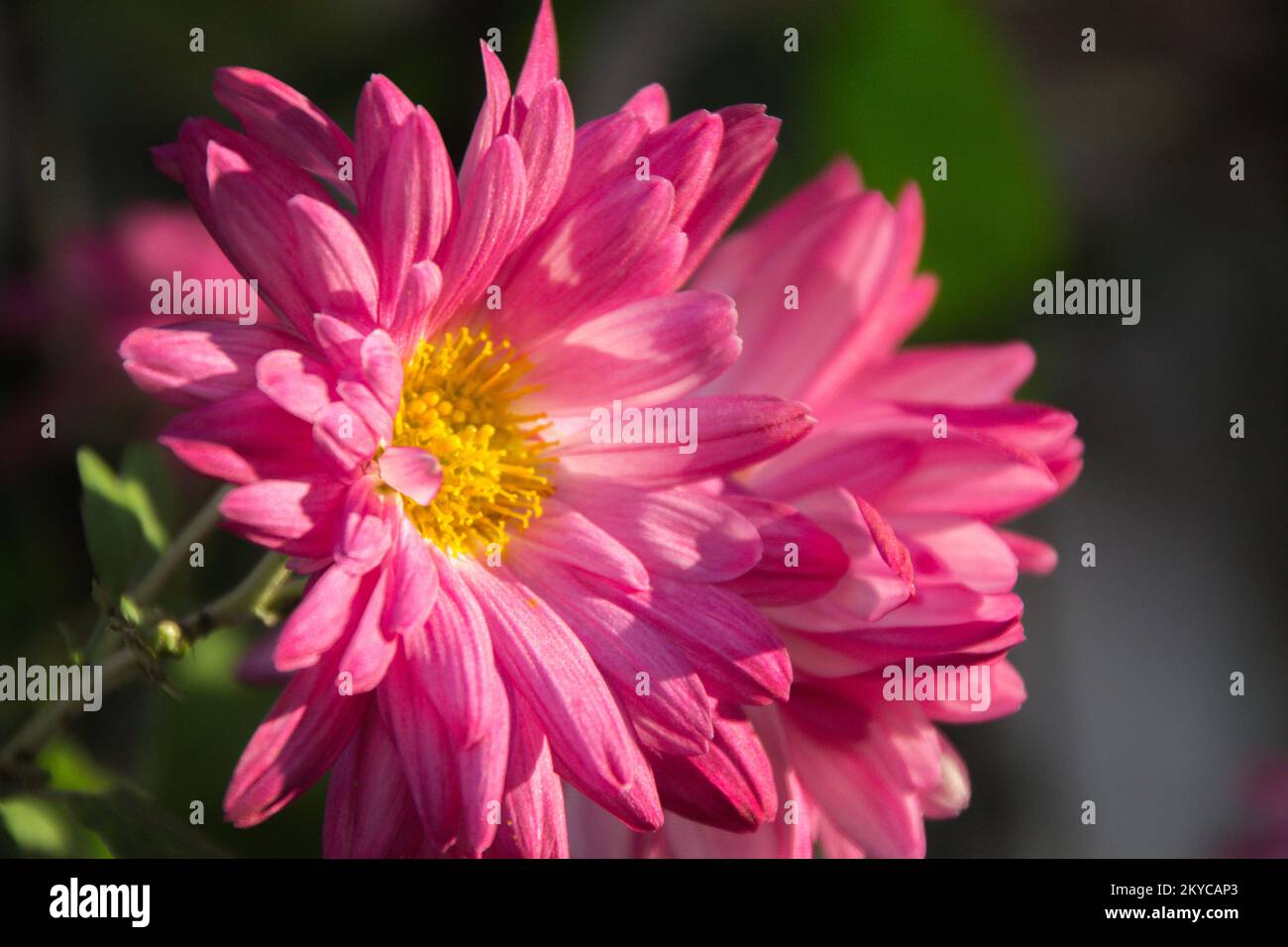Nahaufnahme mit rosafarbenen Blüten und Details in rosa Tönen. Spezielle Blumenzusammensetzung zum valentinstag Stockfoto