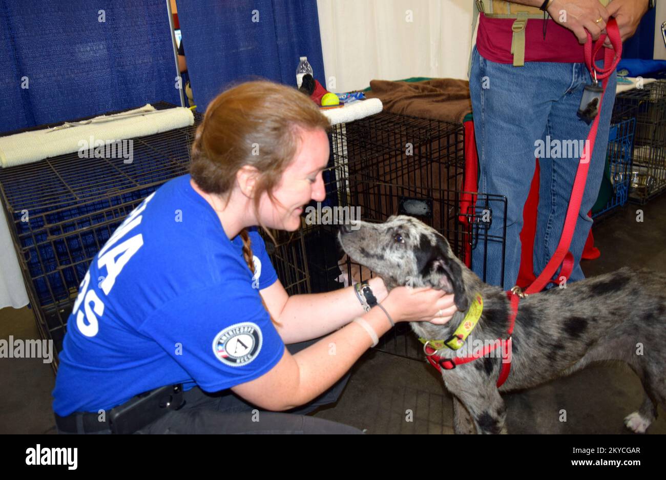 Das FEMA Corps unterstützte das Tierheim von Harris County, indem es in einem Hurricane Workshop einige der Hunde präsentierte, die im Tierheim zur Adoption zur Verfügung standen. Häufig werden Haustiere getrennt und gehen von ihren Besitzern während eines Hurrikans oder anderer Katastrophen verloren. Schwere Stürme und Überschwemmungen in Texas. Fotos zu Katastrophen- und Notfallmanagementprogrammen, Aktivitäten und Beamten Stockfoto