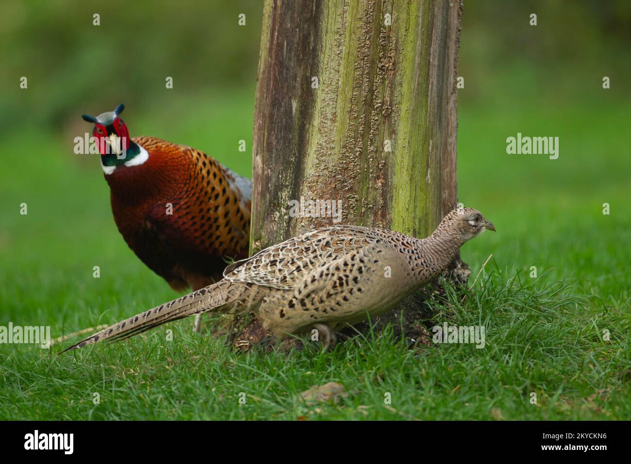 Gewöhnlicher Fasan oder Ringhals (Phasianus colchicus) ausgewachsener männlicher Vogel, der eine weibliche Vogel in einem Garten beobachtet, Norfolk, England, Vereinigtes Königreich Stockfoto Gewöhnlicher Fasan oder Ringhals (Phasianus colchicus) ausgewachsener männlicher Vogel, der eine weibliche Vogel in einem Garten beobachtet, Norfolk, England, Vereinigtes Königreich Stockfoto