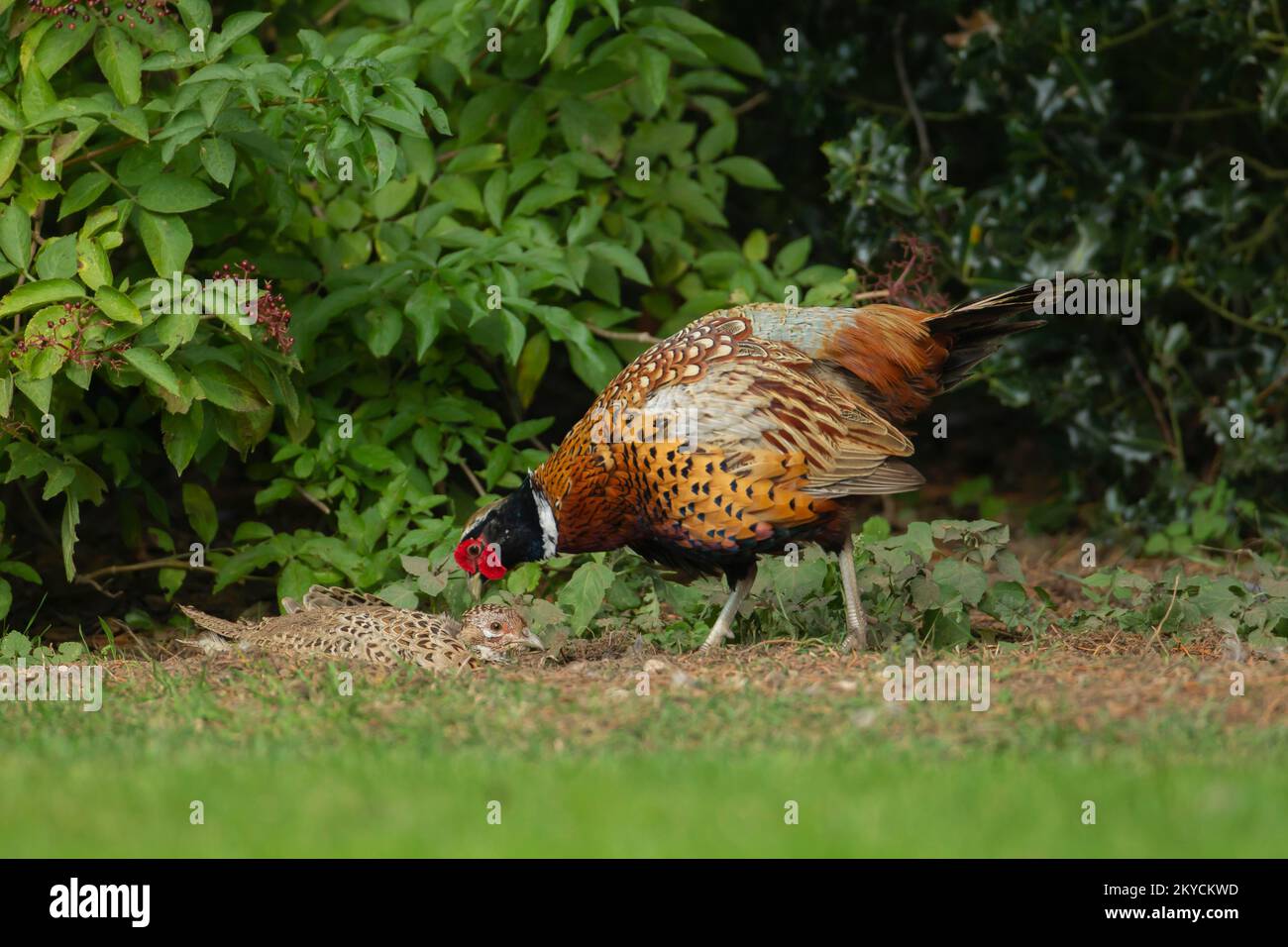 Männlicher, ausgewachsener männlicher Katzenfasan (Phasianus colchicus), der in einem Garten über einem weiblichen Vogel steht, Norfolk, England, Vereinigtes Königreich Stockfoto Männlicher, ausgewachsener männlicher Katzenfasan (Phasianus colchicus), der in einem Garten über einem weiblichen Vogel steht, Norfolk, England, Vereinigtes Königreich Stockfoto