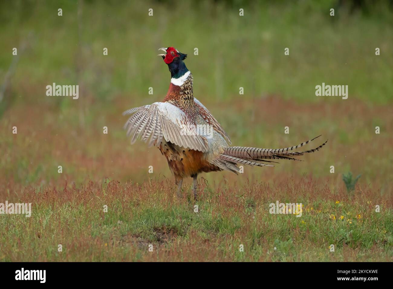 Ausgewachsener männlicher gewöhnlicher Fasan oder Ringhals (Phasianus colchicus) auf Grünland, Suffolk, England, Vereinigtes Königreich Stockfoto