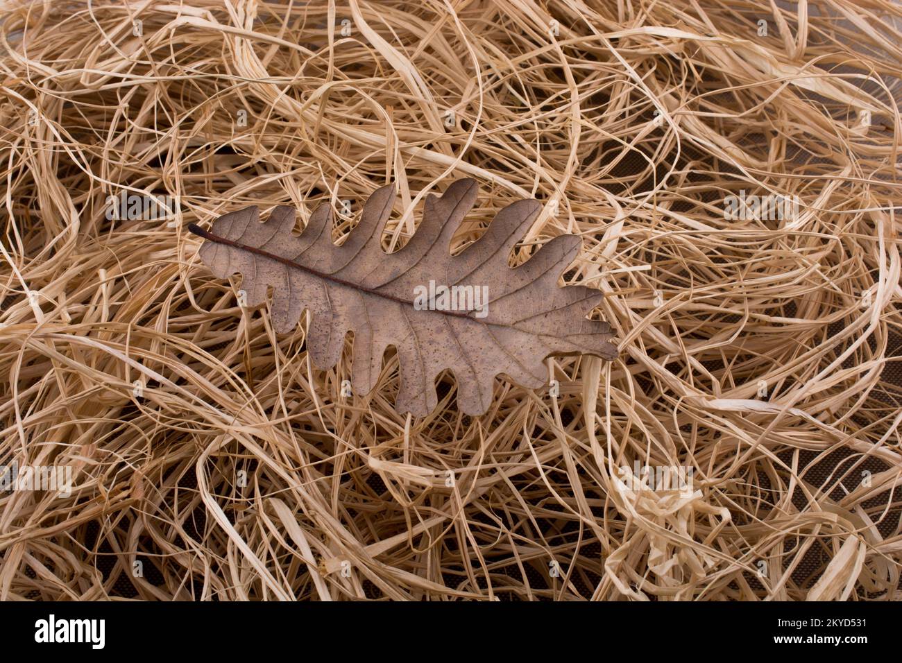 Schöne trockene Herbst Blatt gesetzt auf Stroh Hintergrund Stockfoto
