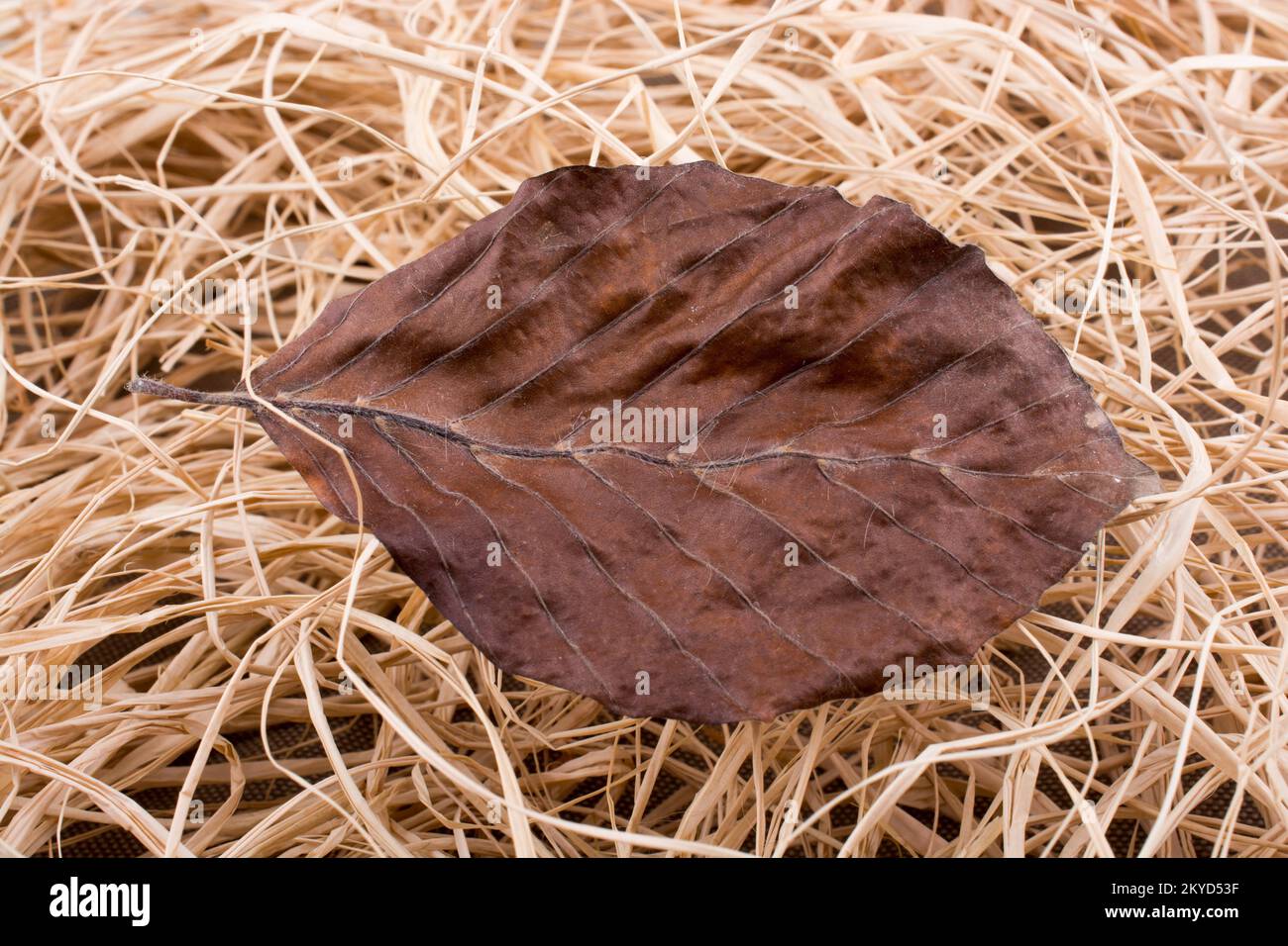 Schöne trockene Herbst Blatt gesetzt auf Stroh Hintergrund Stockfoto