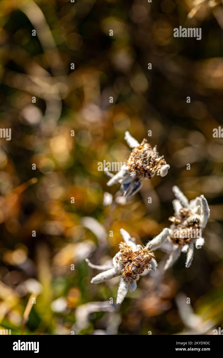 Leontopodium nivale Blume wächst in den Bergen, aus der Nähe Stockfoto