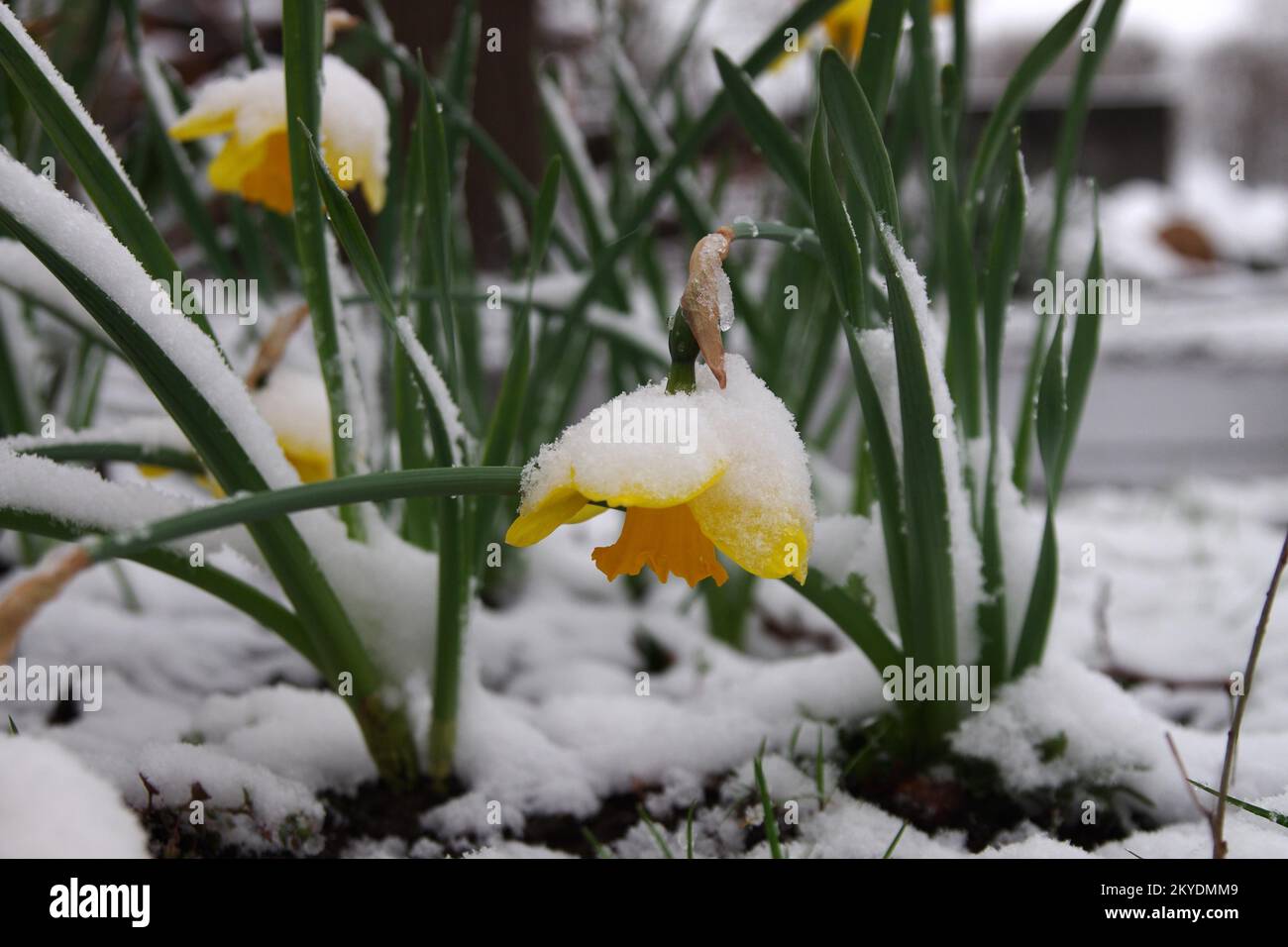 Landschaft, Narzissen (Narzisse), Schnee, Narzissen bedeckt mit Schnee im April Stockfoto