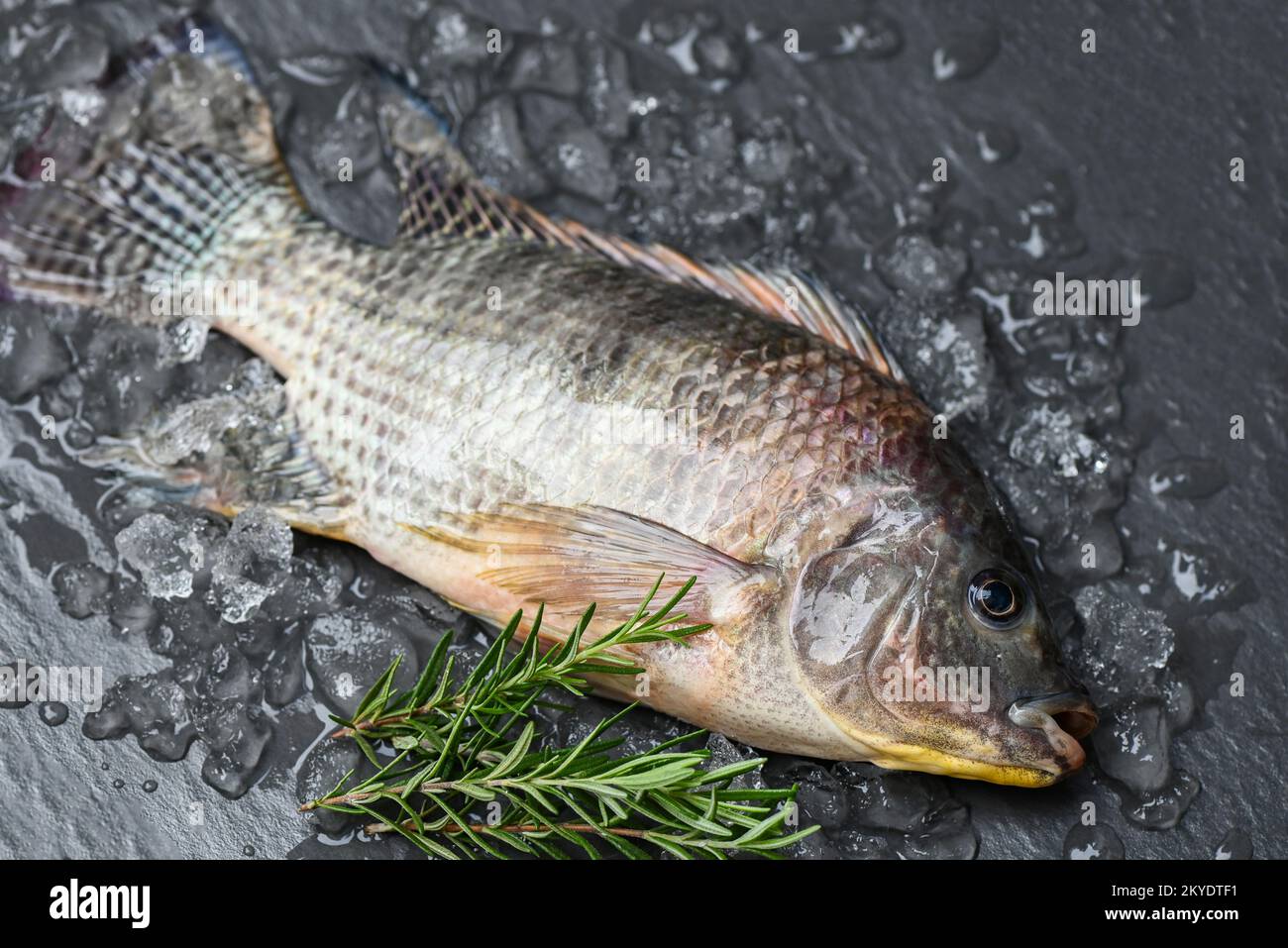 Buntbarsch mit Eis auf dunklem Hintergrund, frischer roher Buntbarsch von der Buntbarsch-Farm Stockfoto