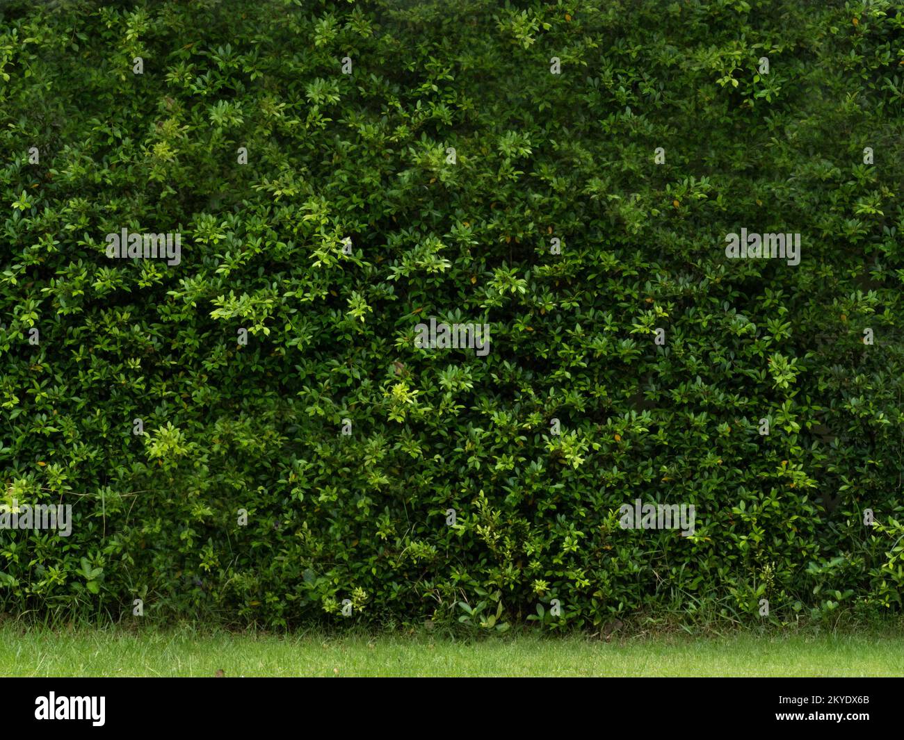 Grüner Blattbaum natürliche Umgebung Garten Farbe Hintergrund Tapete leer No People Symbol Dekoration Ornament Waldtextur Kunst Muster Landschaft Stockfoto