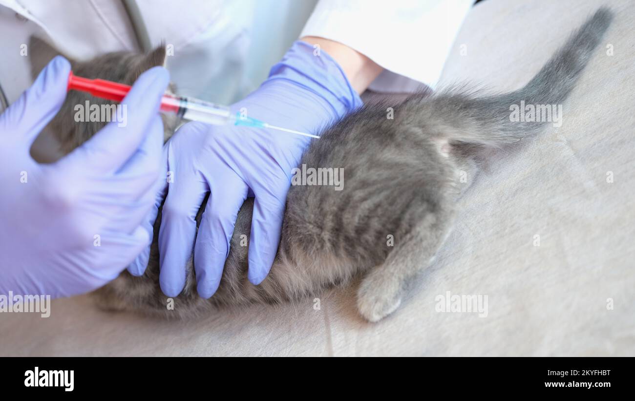 Tierarzt impft kleine Kätzchen in der Tierklinik. Stockfoto