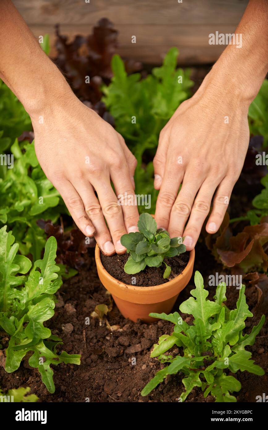 Hobbygärtner. Ein Mann pflanzt Blattgemüse in eine Gartenkiste. Stockfoto
