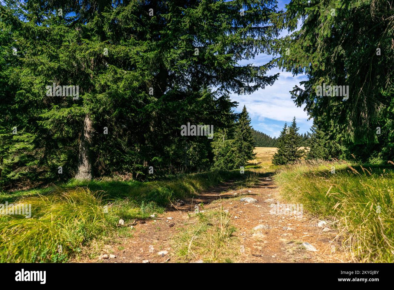 Wanderung in den Bergen Sloweniens in der Region Smrekovec. Stockfoto