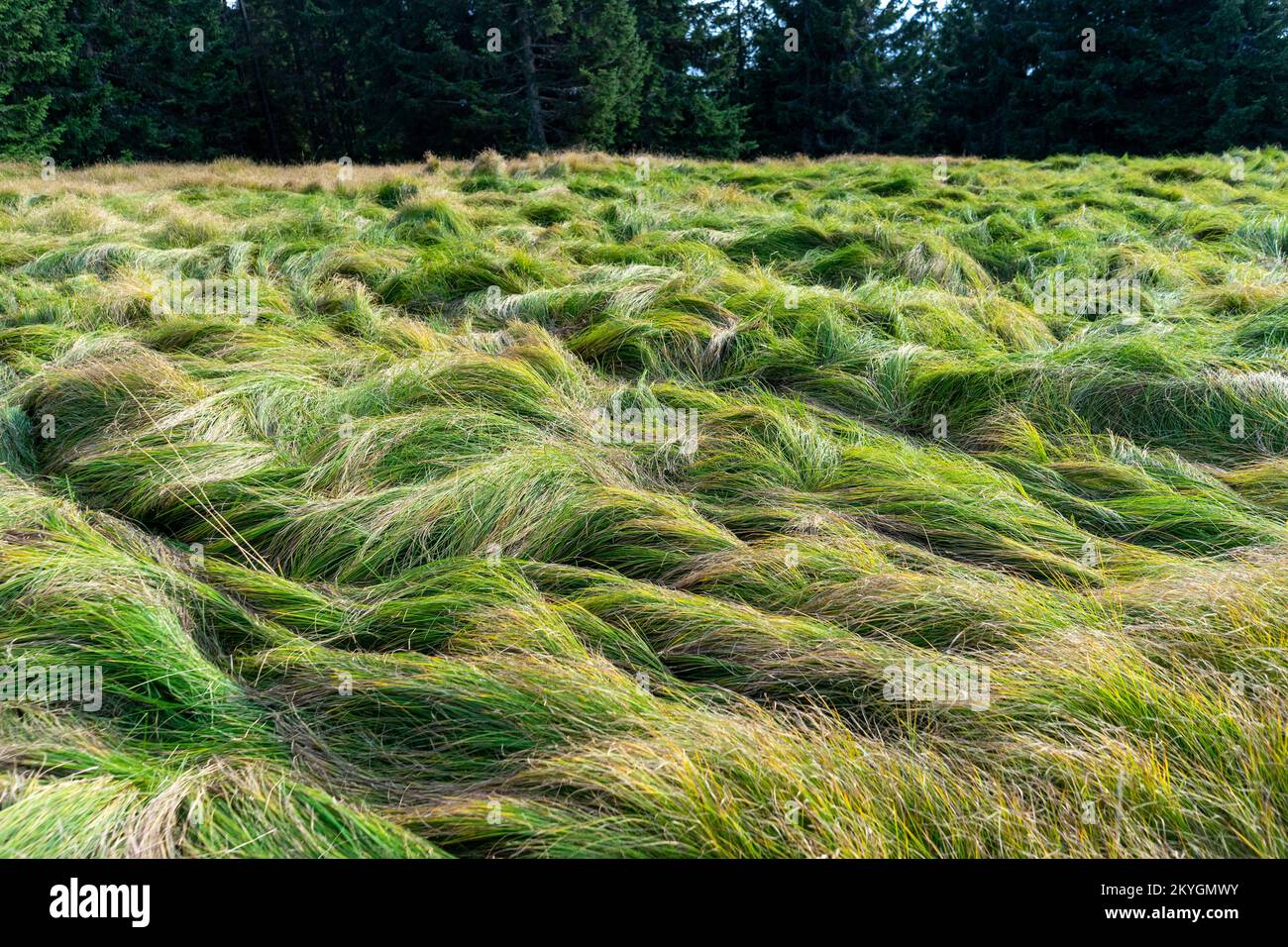 Unglaublich langes Gras namens Nardus stricta Stockfoto