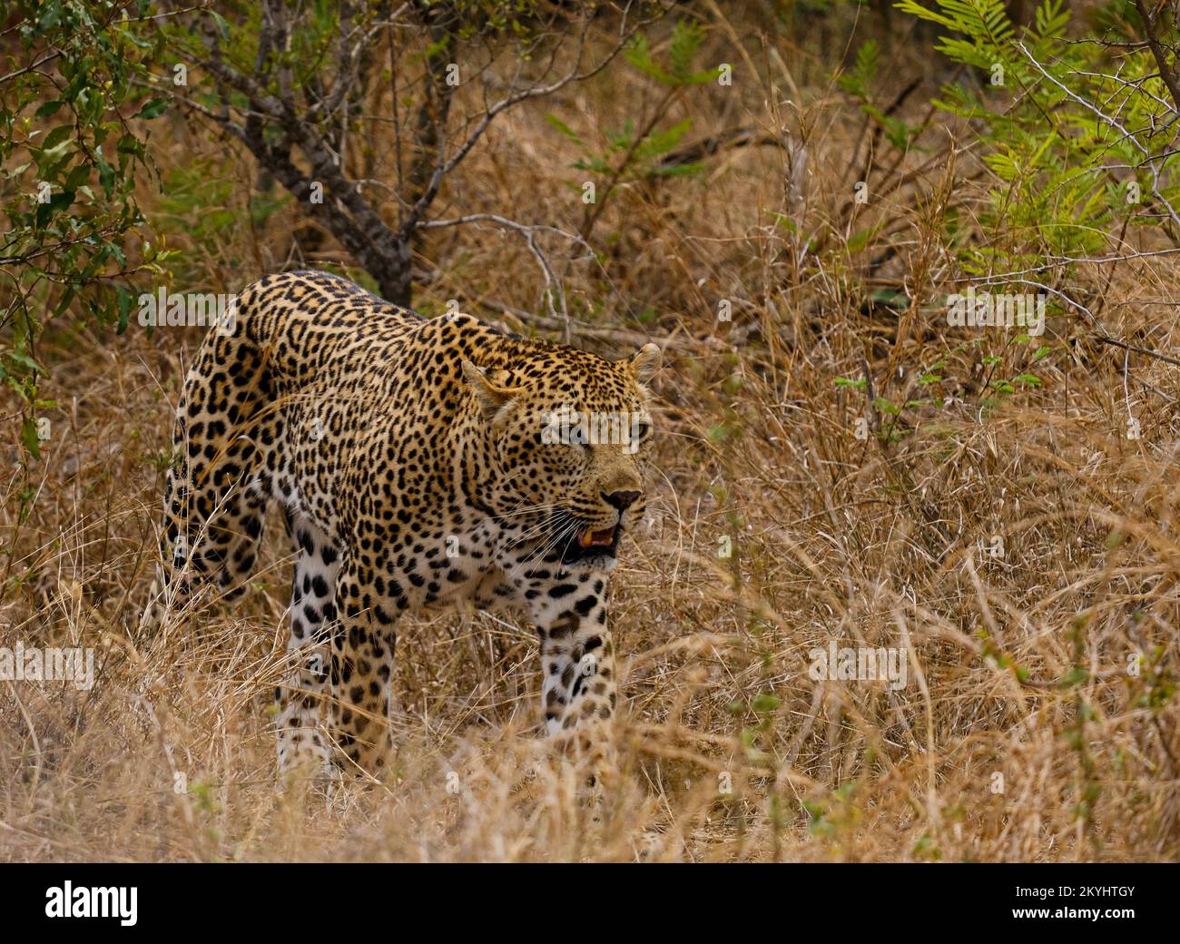 Leoparden gehen in afrika entlang, Safaritour Stockfoto
