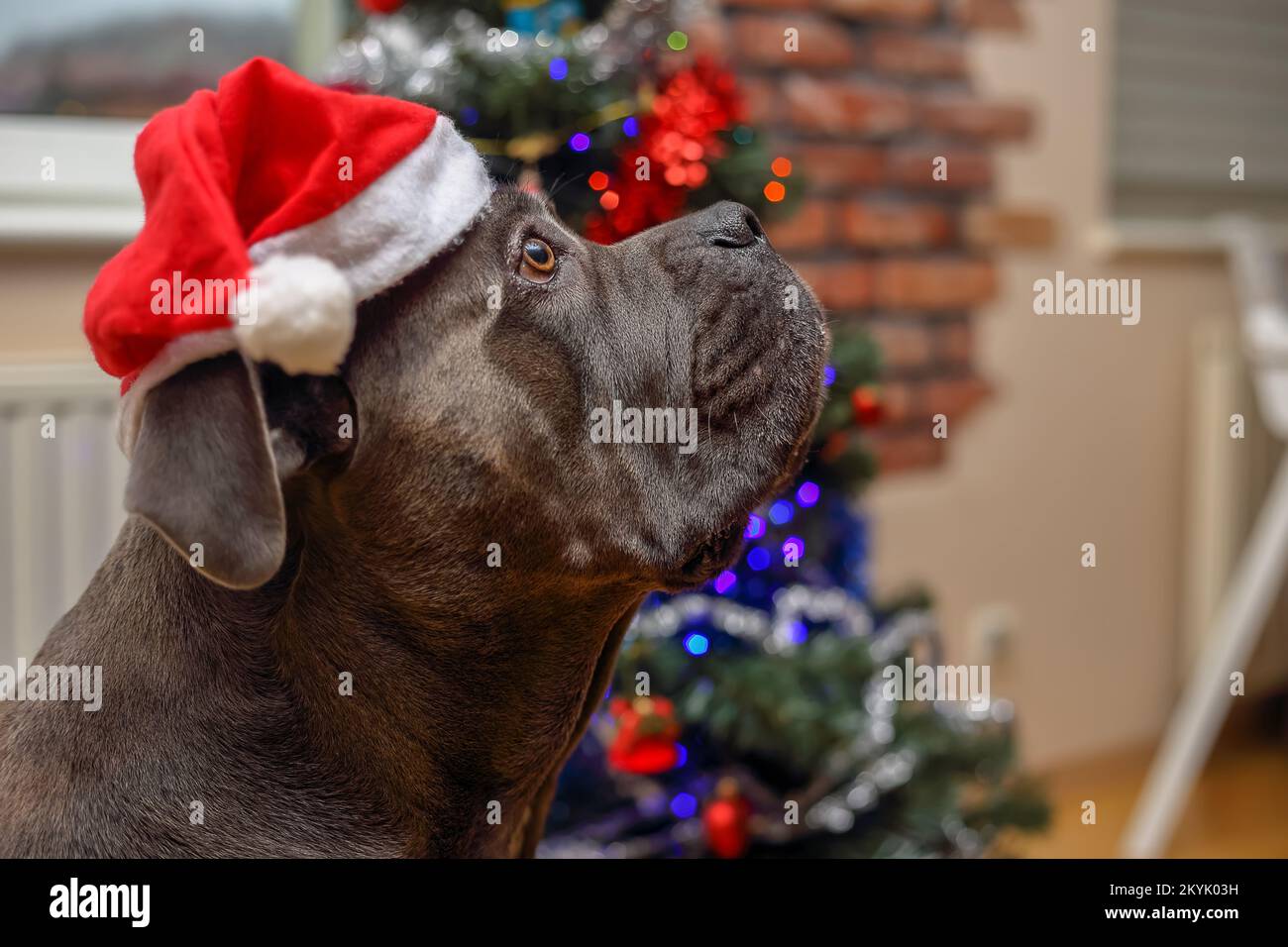 Cane Corso Hund mit Weihnachtsmannmütze auf dem Kopf zu Hause Stockfoto