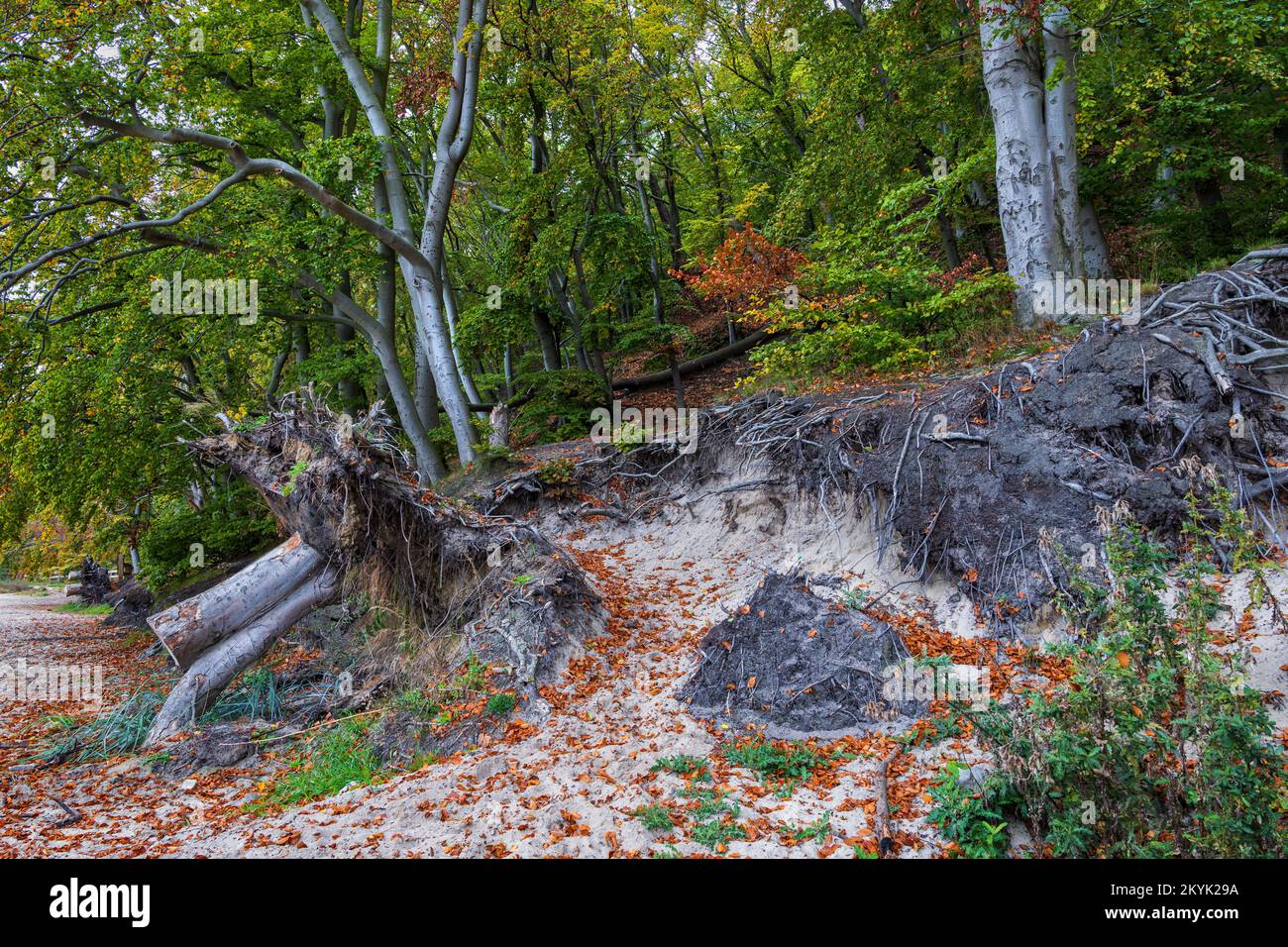 Am Rande der Waldküste der Ostsee, Hügelhang mit Sand unter dem Boden, freiliegende Baumwurzeln und herbstliche Herbstblätter in Gdynia, nördlich Stockfoto