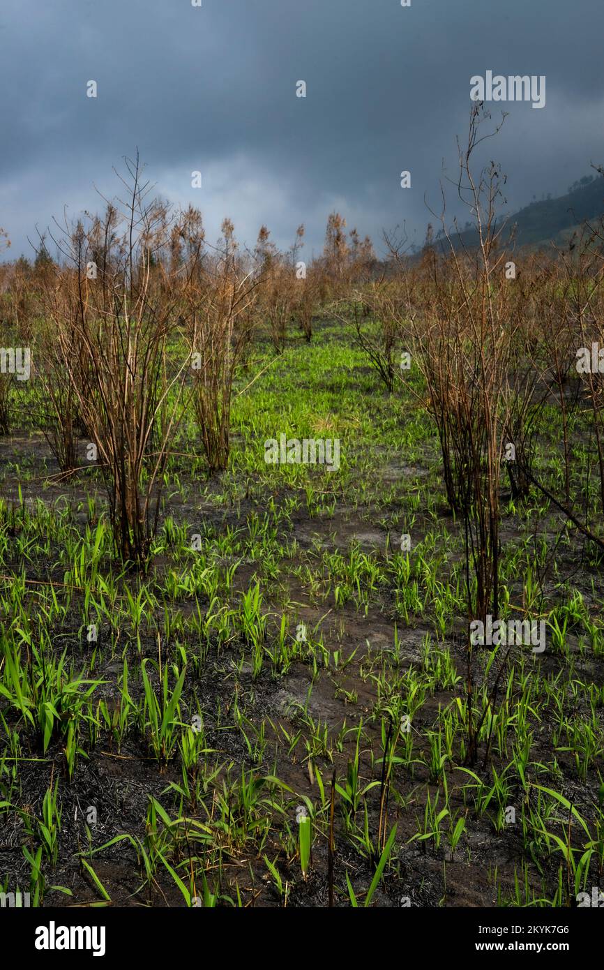 Nach Waldbränden in Indonesien wächst neues Gras Stockfoto