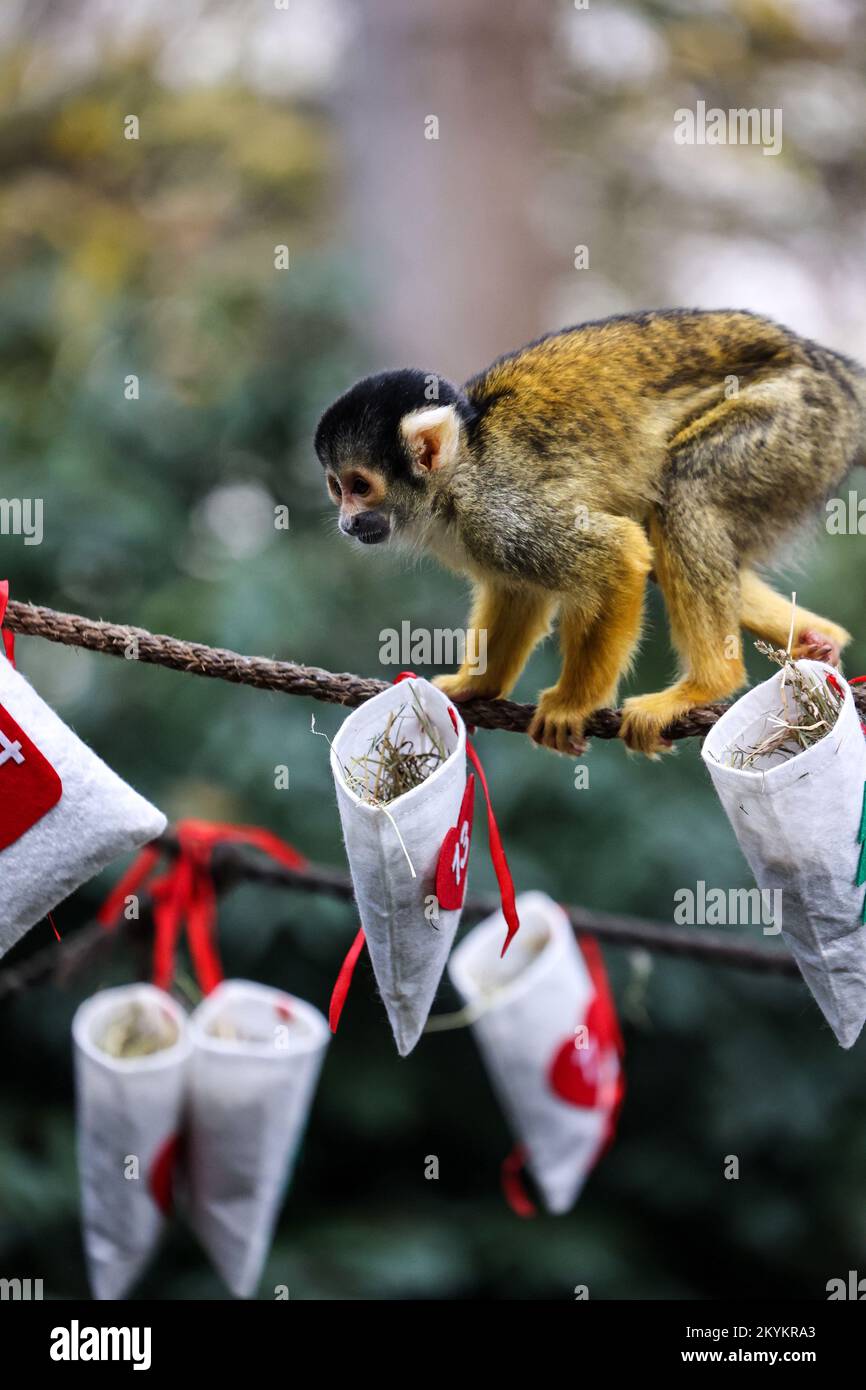 London, Großbritannien. 30.. November 2022. Ein Eichhörnchenaffe, der im Rahmen des Weihnachtsfotos des ZSL London Zoo Anreicherungsgegenstände im Adventskalender genießt. Kredit: SOPA Images Limited/Alamy Live News Stockfoto