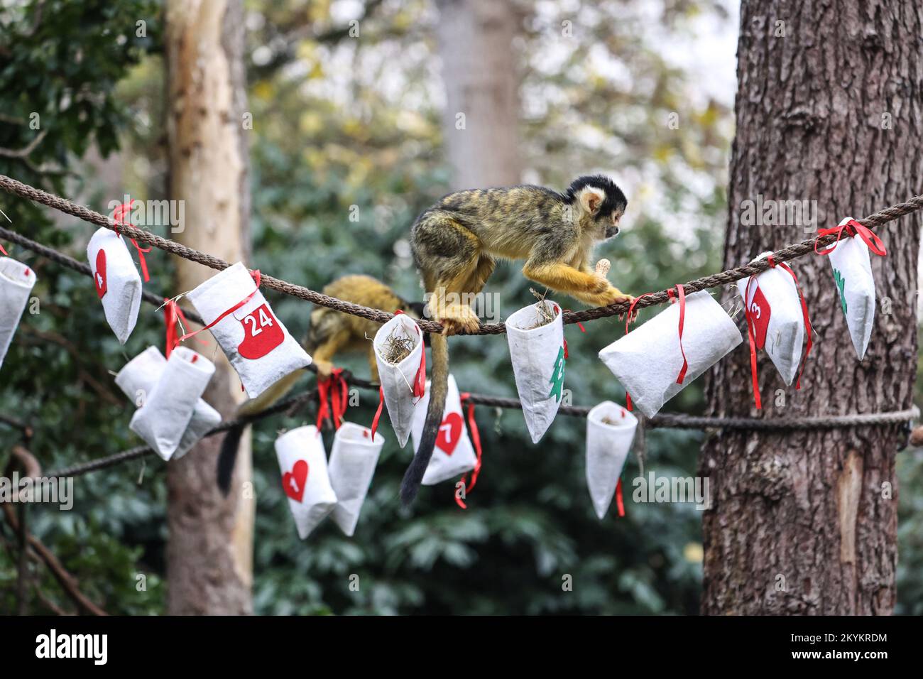 London, Großbritannien. 30.. November 2022. Ein Eichhörnchenaffe, der im Rahmen des Weihnachtsfotos des ZSL London Zoo Anreicherungsgegenstände im Adventskalender genießt. Kredit: SOPA Images Limited/Alamy Live News Stockfoto