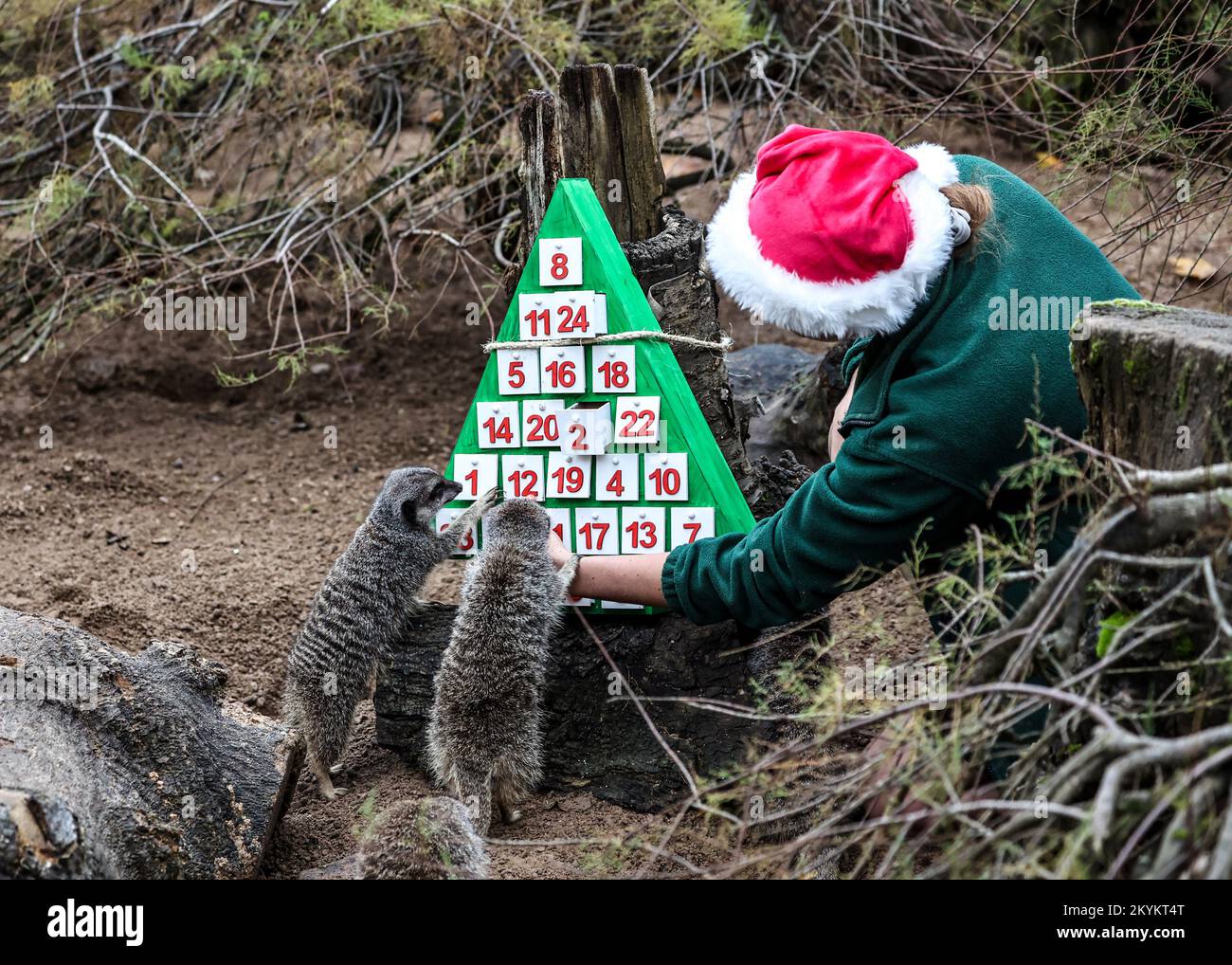 London, Großbritannien. 30.. November 2022. Erdmännchen, die im Rahmen des Weihnachtsfotos des ZSL London Zoo Anreicherungsstücke im Adventskalender genossen haben. (Foto: Brett Cove/SOPA Images/Sipa USA) Guthaben: SIPA USA/Alamy Live News Stockfoto