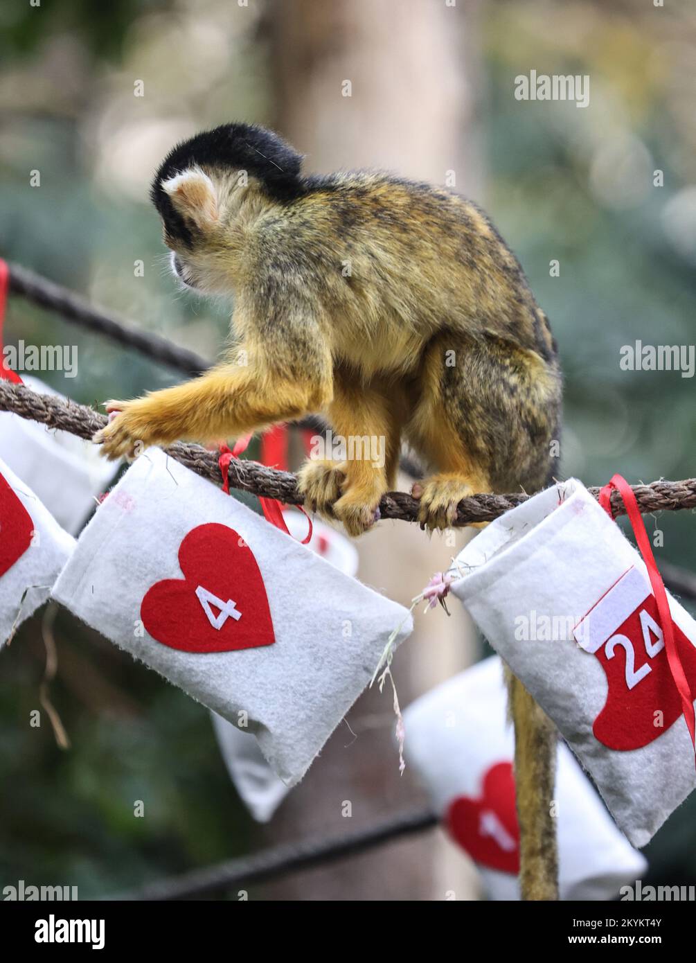 London, Großbritannien. 30.. November 2022. Ein Eichhörnchenaffe, der im Rahmen des Weihnachtsfotos des ZSL London Zoo Anreicherungsgegenstände im Adventskalender genießt. (Foto: Brett Cove/SOPA Images/Sipa USA) Guthaben: SIPA USA/Alamy Live News Stockfoto