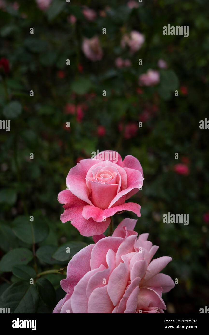 Eine wunderschöne, zarte rosa Rose, die in einem Park in Newquay in Cornwall im Vereinigten Königreich wächst. Stockfoto