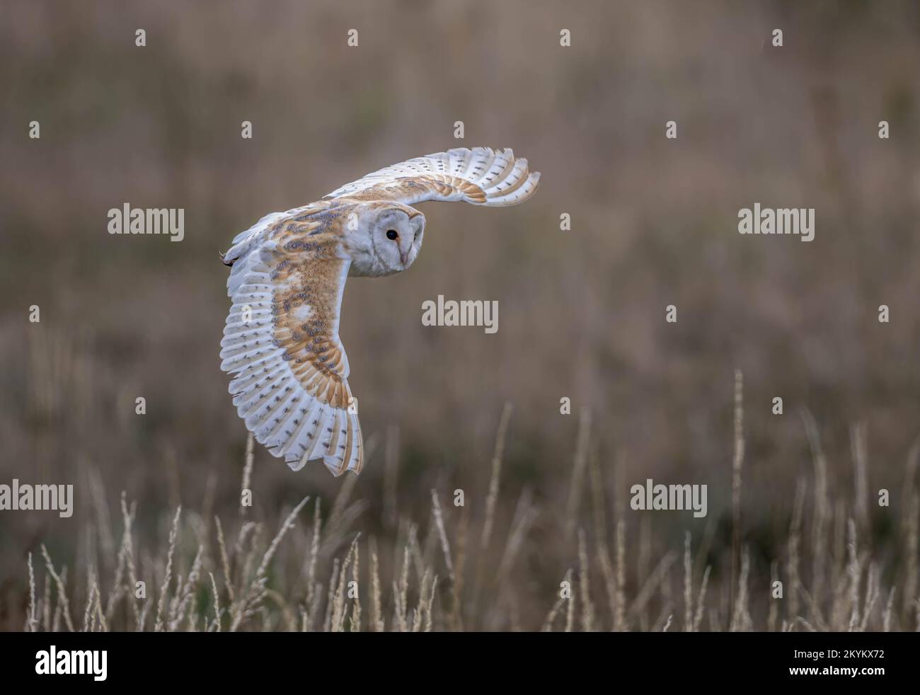 Eine wunderschöne Scheuneneule, die hoch aufsteigt. County Durham, Großbritannien: DIESE DETAILLIERTEN Bilder zeigen eine Scheuneneule aus nächster Nähe, während sie über den Kopf eines Lu fliegt Stockfoto