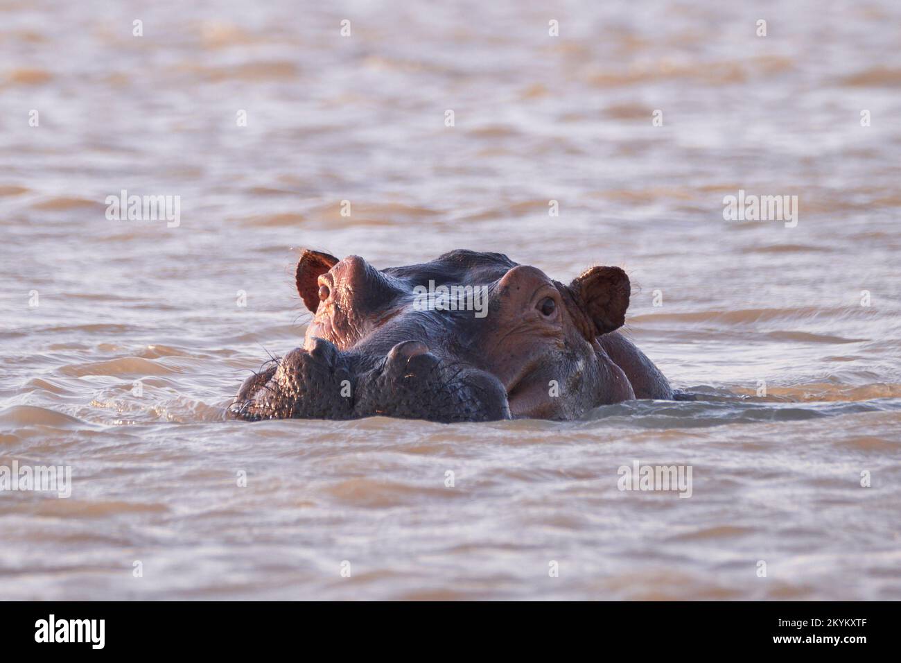 Nilpferd schwimmt im Rufiji-Fluss Stockfoto
