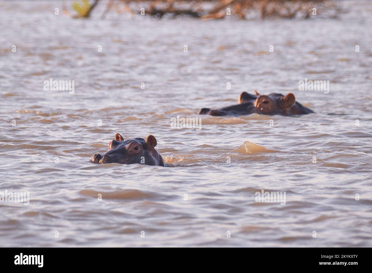 Nilpferde oder Nilpferde schwimmen im Rufiji Stockfoto
