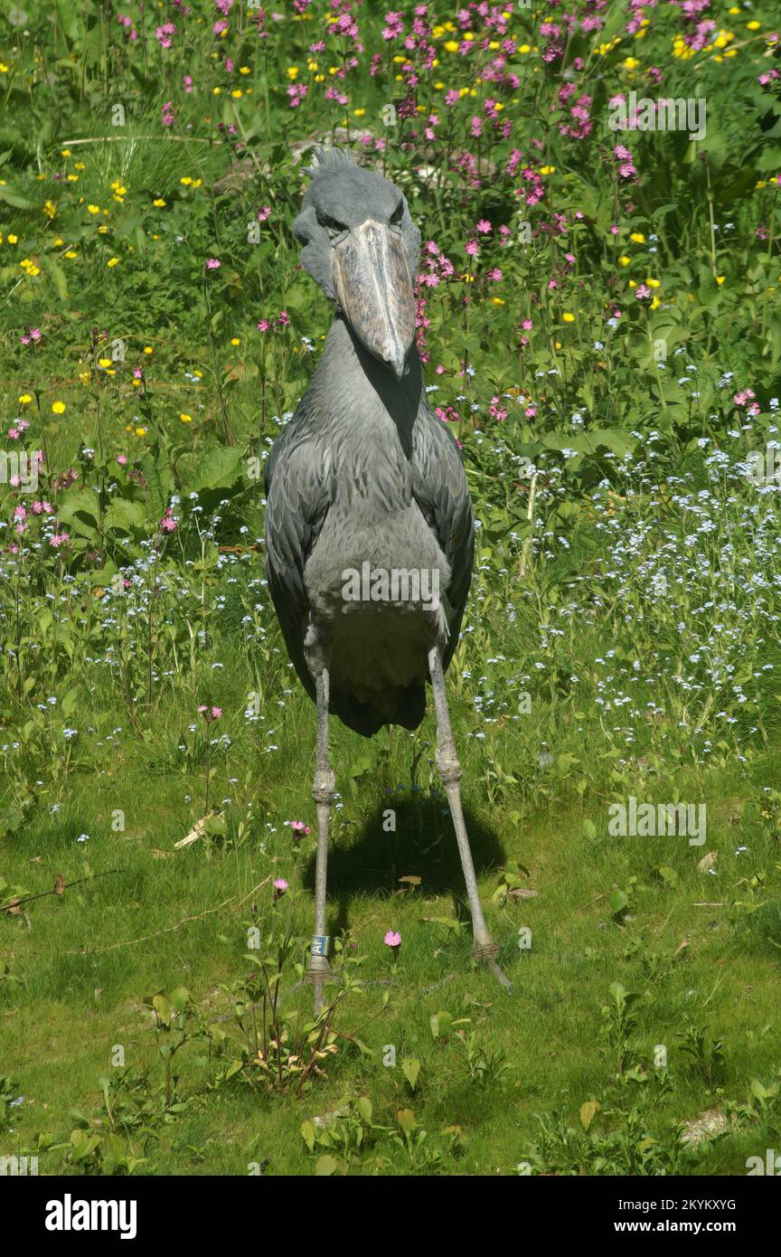 Vertikale Nahaufnahme des seltsamen, bedrohten, langbeinigen, afrikanischen Grauwal- oder Schuhschnabel-Storchs Balaeniceps rex Stockfoto