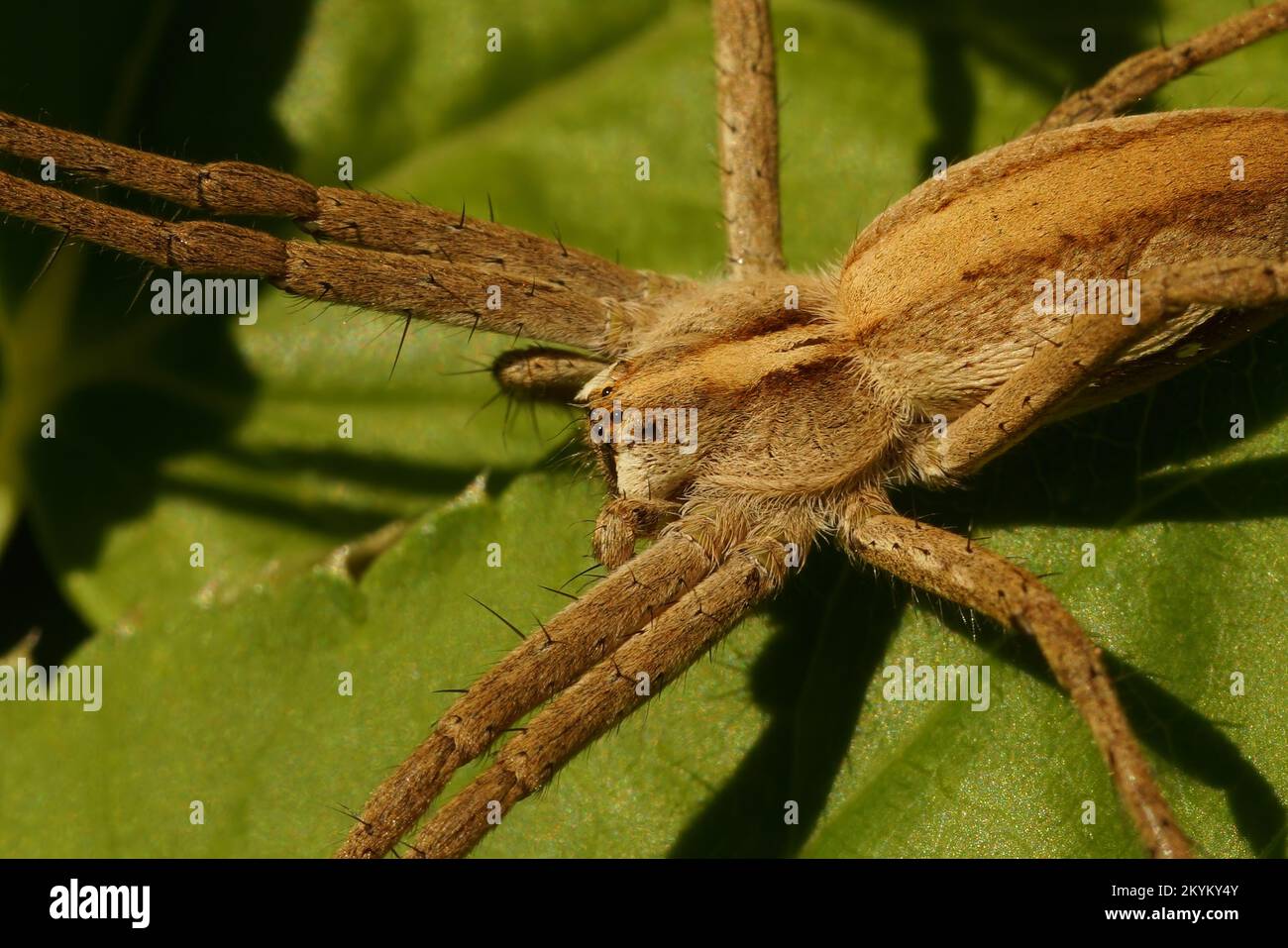 Detaillierte Nahaufnahme einer Nursery Web Spinne, Pisaura mirabilis auf einem Blatt Stockfoto