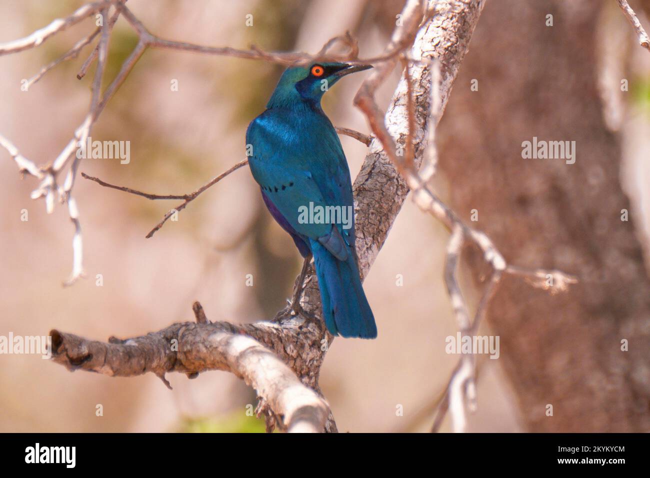 African Purple Starling im Nyerere-Nationalpark Stockfoto